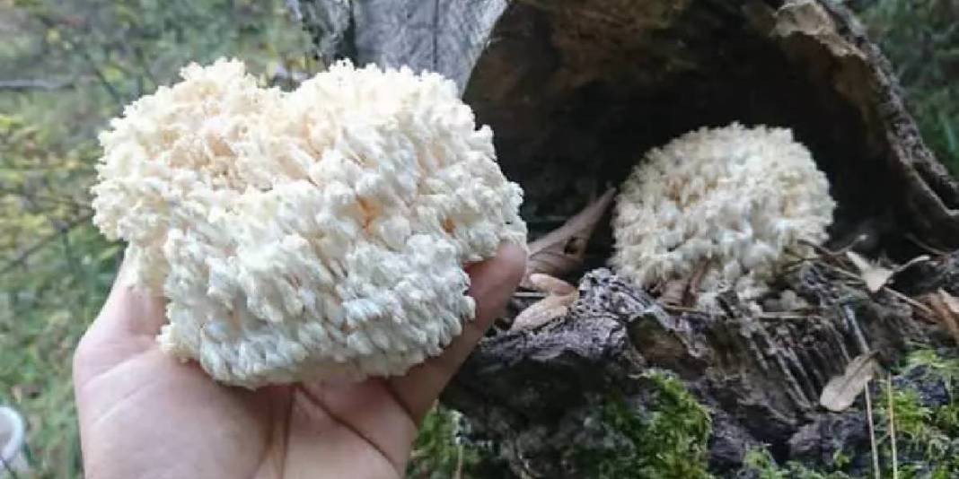 Karadeniz’in doğal ortamında keşfetti! Bildiğiniz tüm mantarları unutun: Balkonda yetiştirerek kilosunu 2000 TL’ye satıyor 1